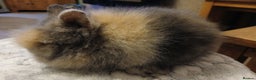 Lionhead rabbits for sale: Stunning DM Lionhead baby rabbits  - Advert 3