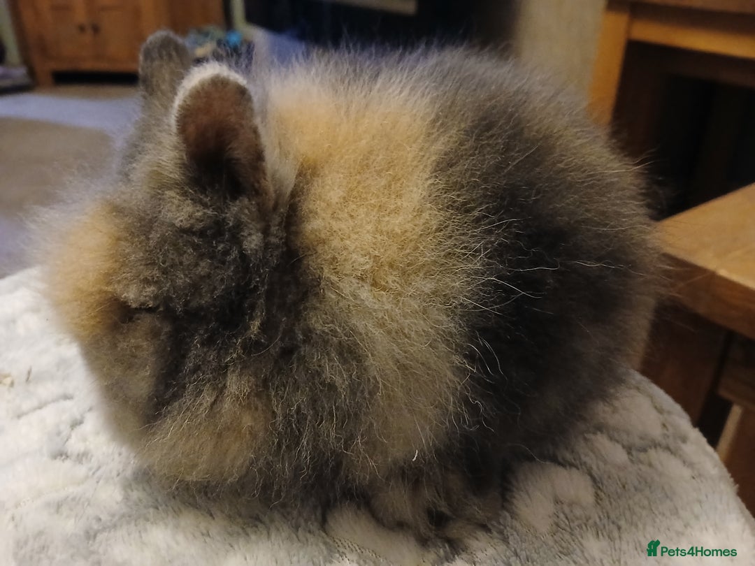 Lionhead rabbits for sale: Stunning DM Lionhead baby rabbits  - Advert 3