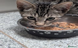 Mixed Breed cats for sale: 4 Tabby cats and one black with Sphynx mother - Image 8