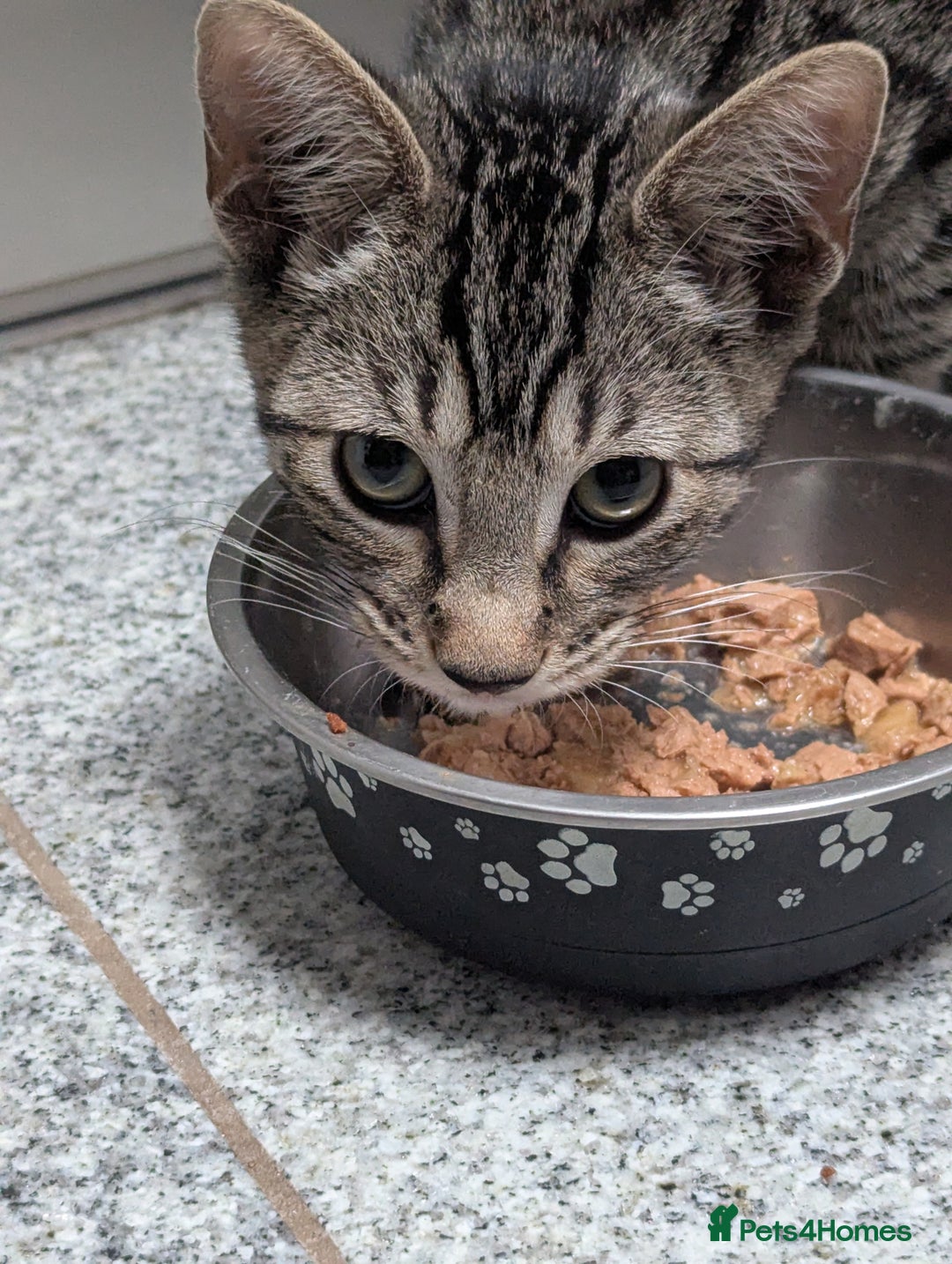Mixed Breed cats for sale: 4 Tabby cats and one black with Sphynx mother - Image 8