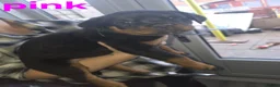 Rottweiler dogs for sale: Purebred Rottweiler Puppies ready to leave  - Advert 24