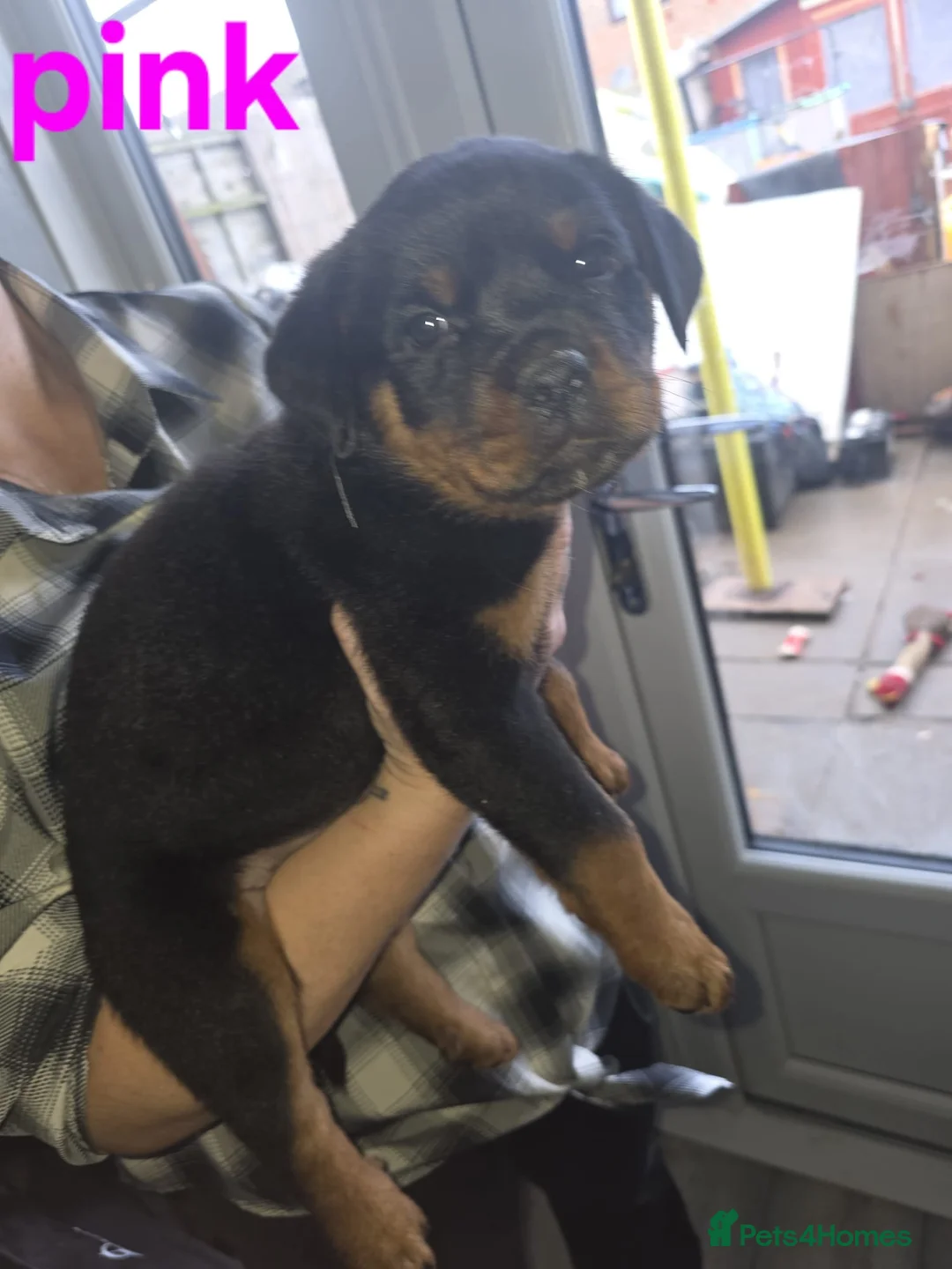 Rottweiler dogs for sale: Purebred Rottweiler Puppies ready to leave  - Advert 24