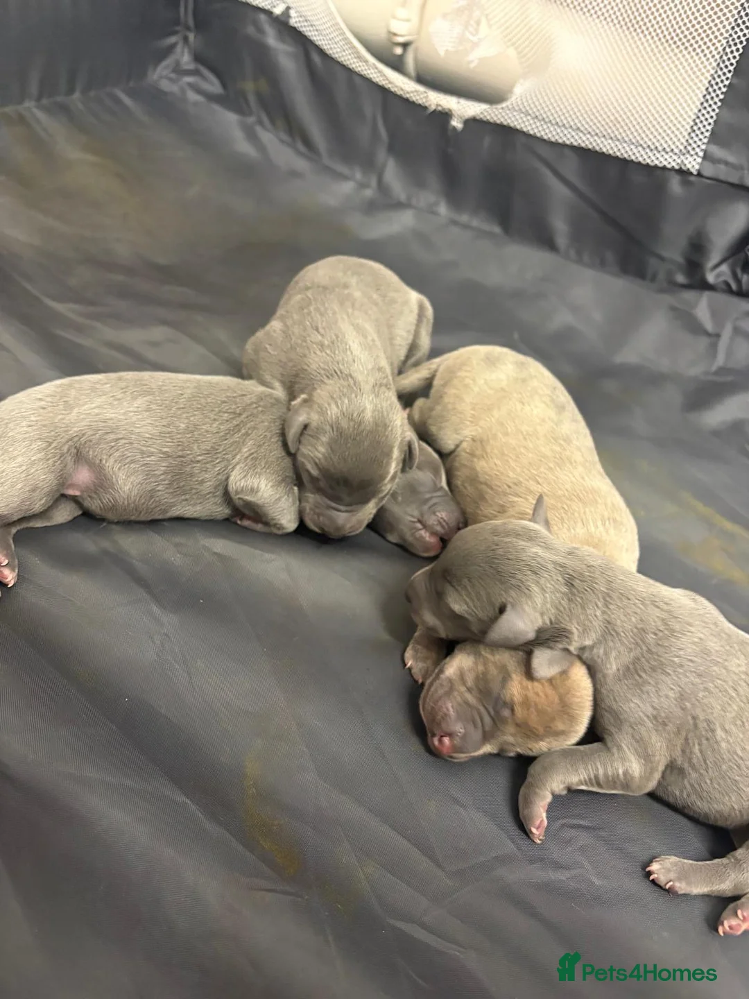 Whippet dogs for sale: Beautiful KC registered whippet pups - Advert 2