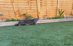 British Shorthair cats for sale: British shorthairs - Blue - Image 8