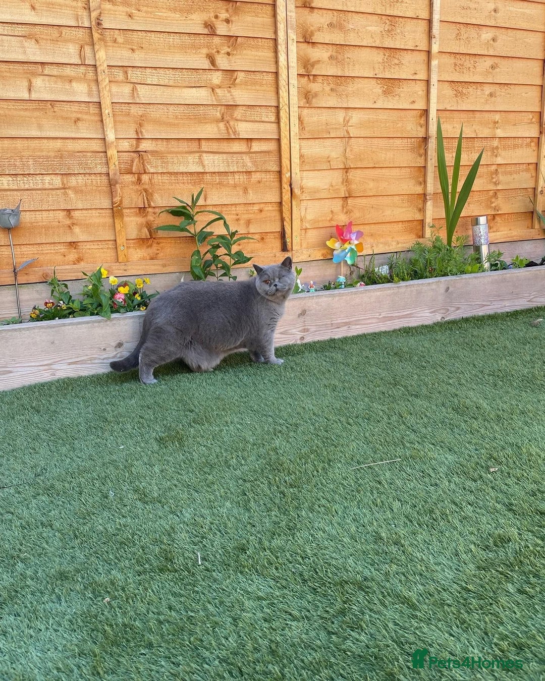 British Shorthair cats for sale: British shorthairs - Blue - Image 8