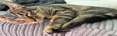 Bella