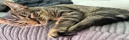 Mixed Breed cats for sale: Male and female 6 month kittens - Advert 2