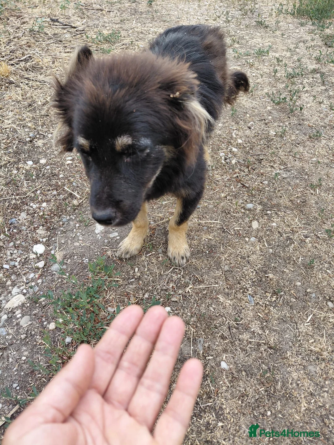 Mixed Breed dogs for adoption: ROBY, a superb puppy boy - for a Loving Home  - Advert 2