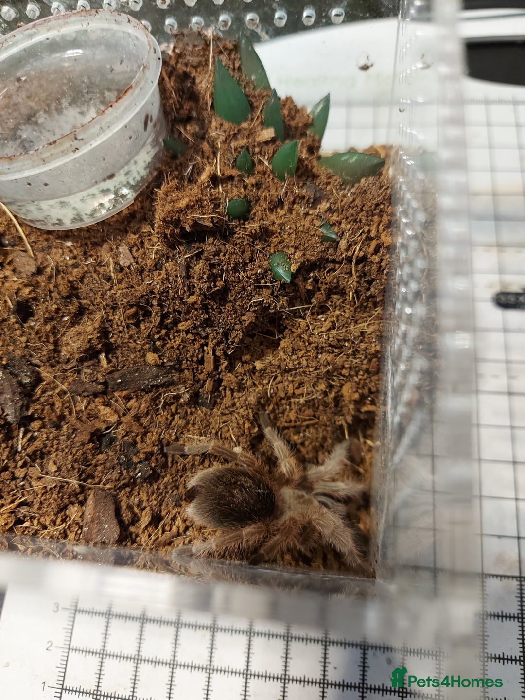 Tarantulas invertebrates for sale: Rehoming Collection of 17 Tarantulas, 1 Scorpion - Image 6