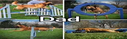 Belgian Shepherd Dog dogs for sale: Quality KC Registered Belgian Shepherd Malinois  - Advert 8