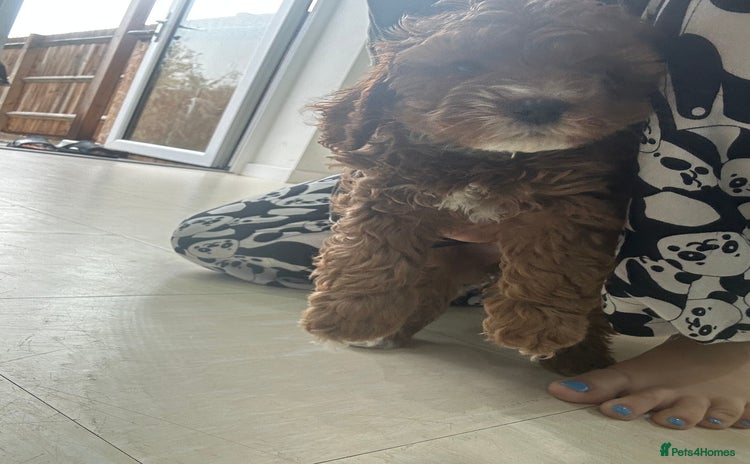 Cavapoo dogs - Advert 2