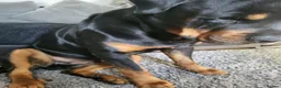 Rottweiler dogs for sale: Rottweiler pupps for sale  - Advert 5