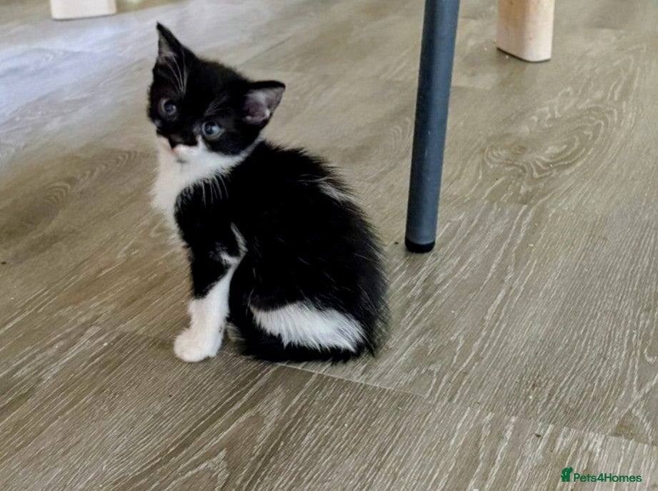 British Shorthair cats for sale: Kittens Ready Now  - Advert 6