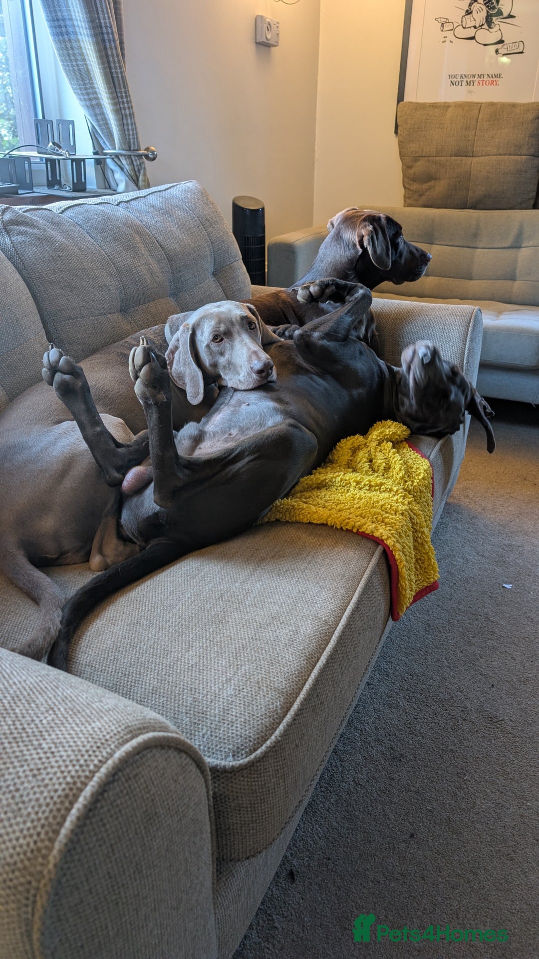 Weimaraner dogs for sale: 13 month old Blue intact male - Advert 3