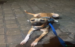 Greyhound dogs for sale: Greyhound boy - 11 months  - Image 3