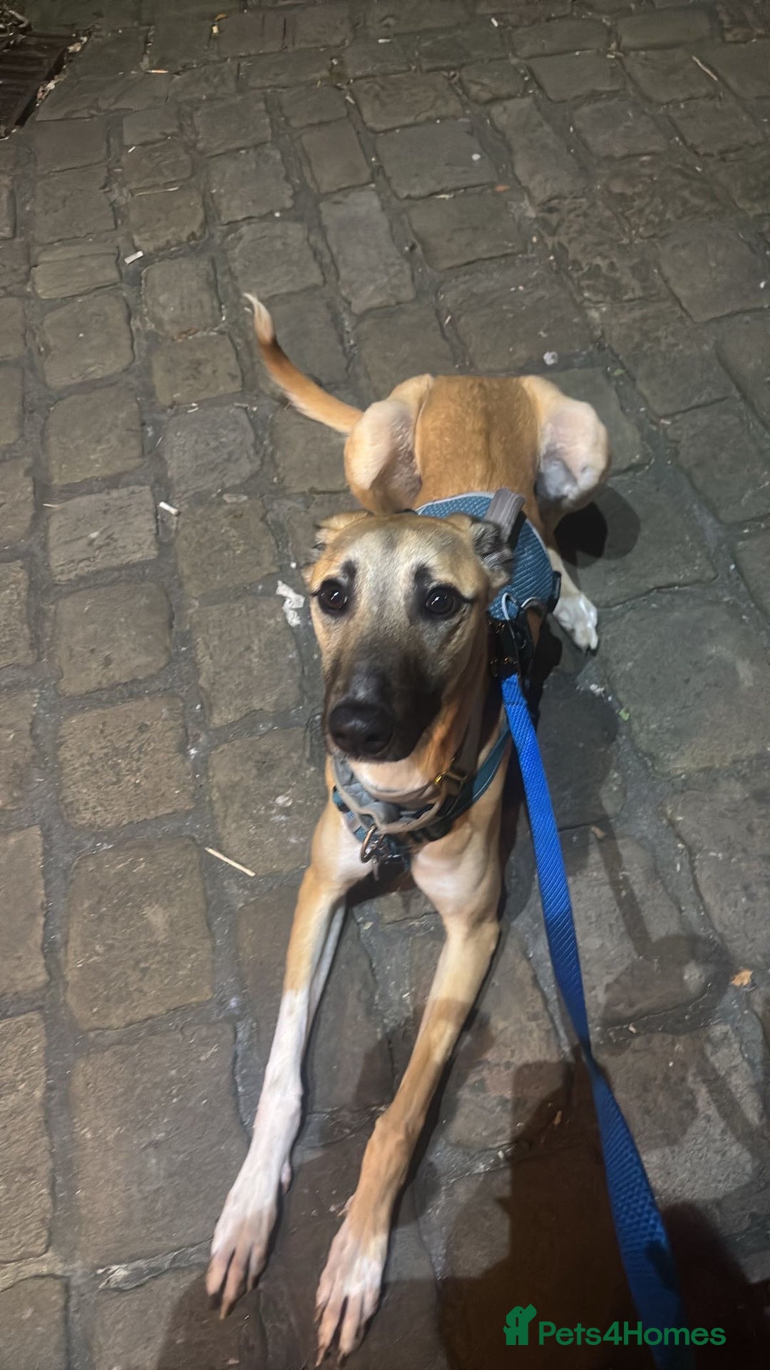 Greyhound dogs for sale: Greyhound boy - 11 months  - Image 3