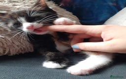 Domestic Shorthair cats for sale: Girl Kitten ready now - Image 3
