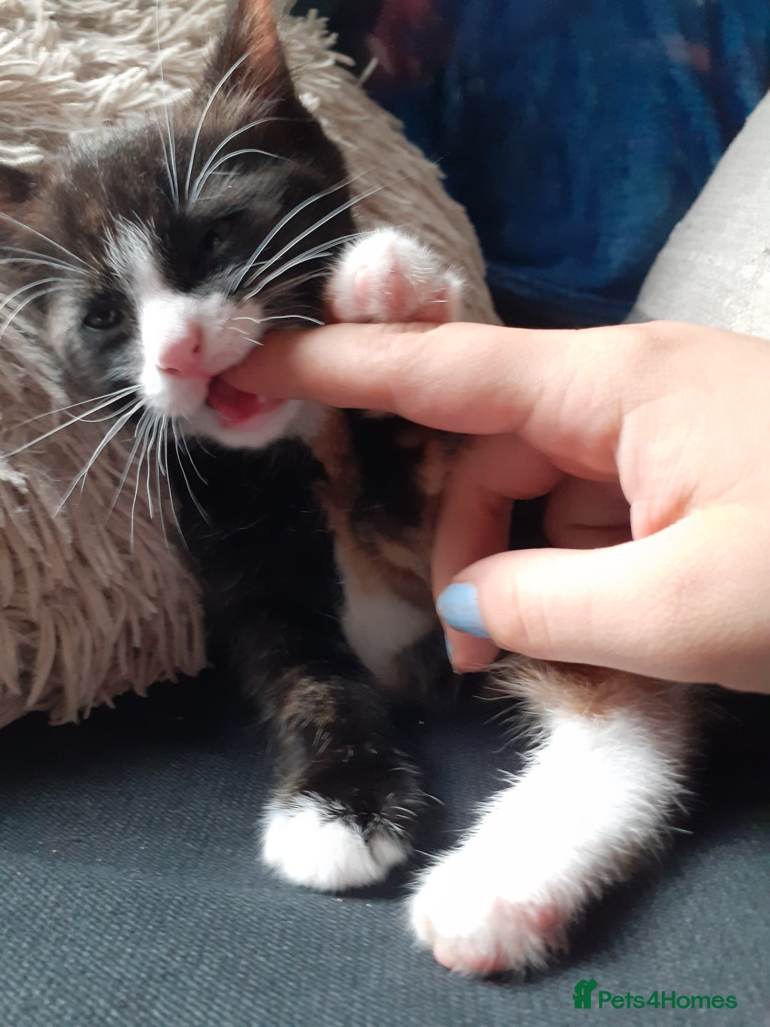 Domestic Shorthair cats for sale: Girl Kitten ready now - Image 3