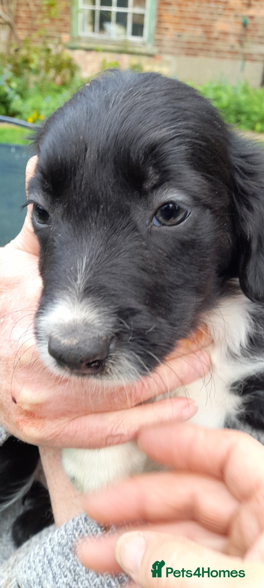 Sprollie dogs Border Collie x Sprollie pups for sale - Advert 2