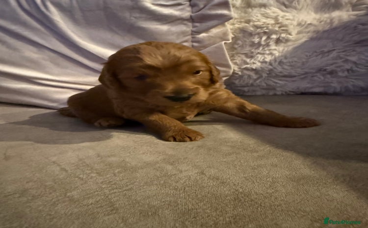 Cavapoo dogs - Advert 13