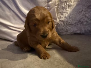 Cavapoo dogs - Advert 31