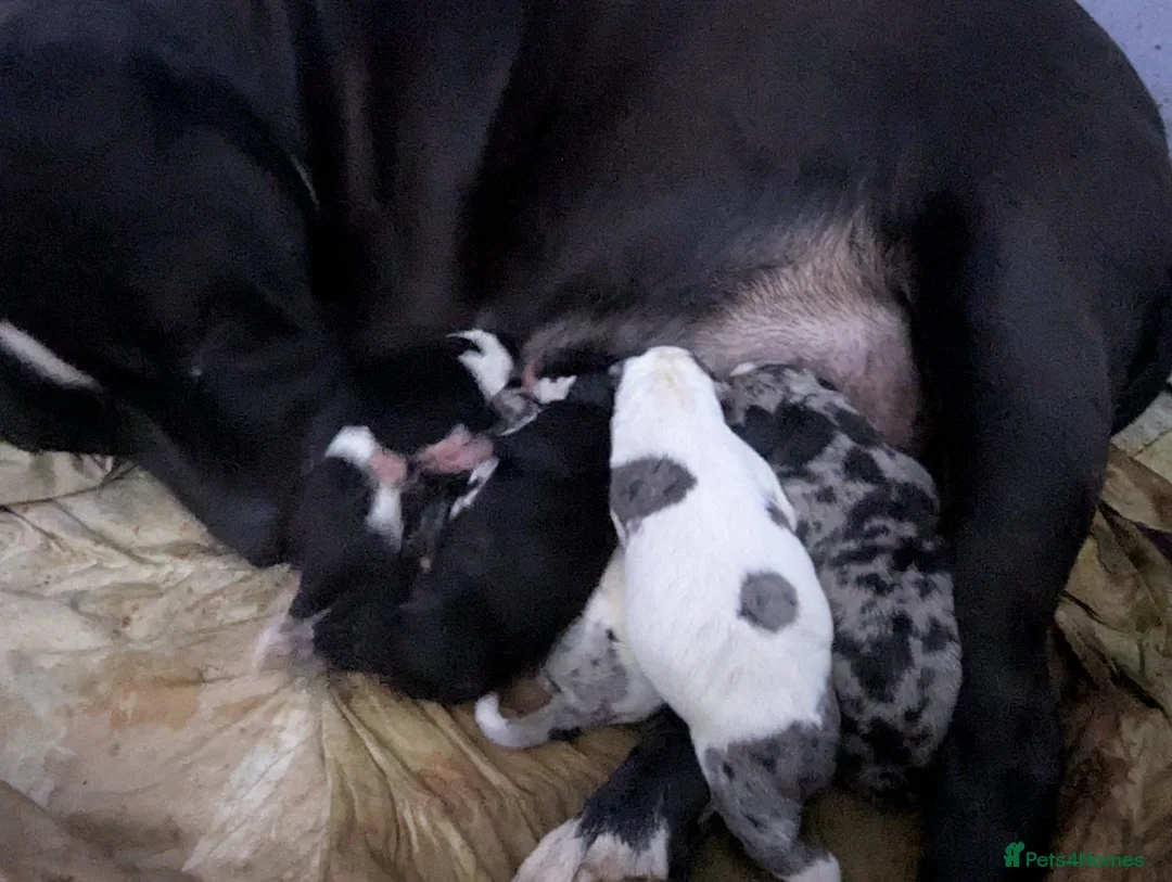Mixed Breed dogs for sale: English pointer cross Staffordshire bull terrier - Advert 2