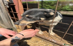 Mixed Breed dogs for adoption: ELSA -  a Special Girl who hates the Prison - Image 12