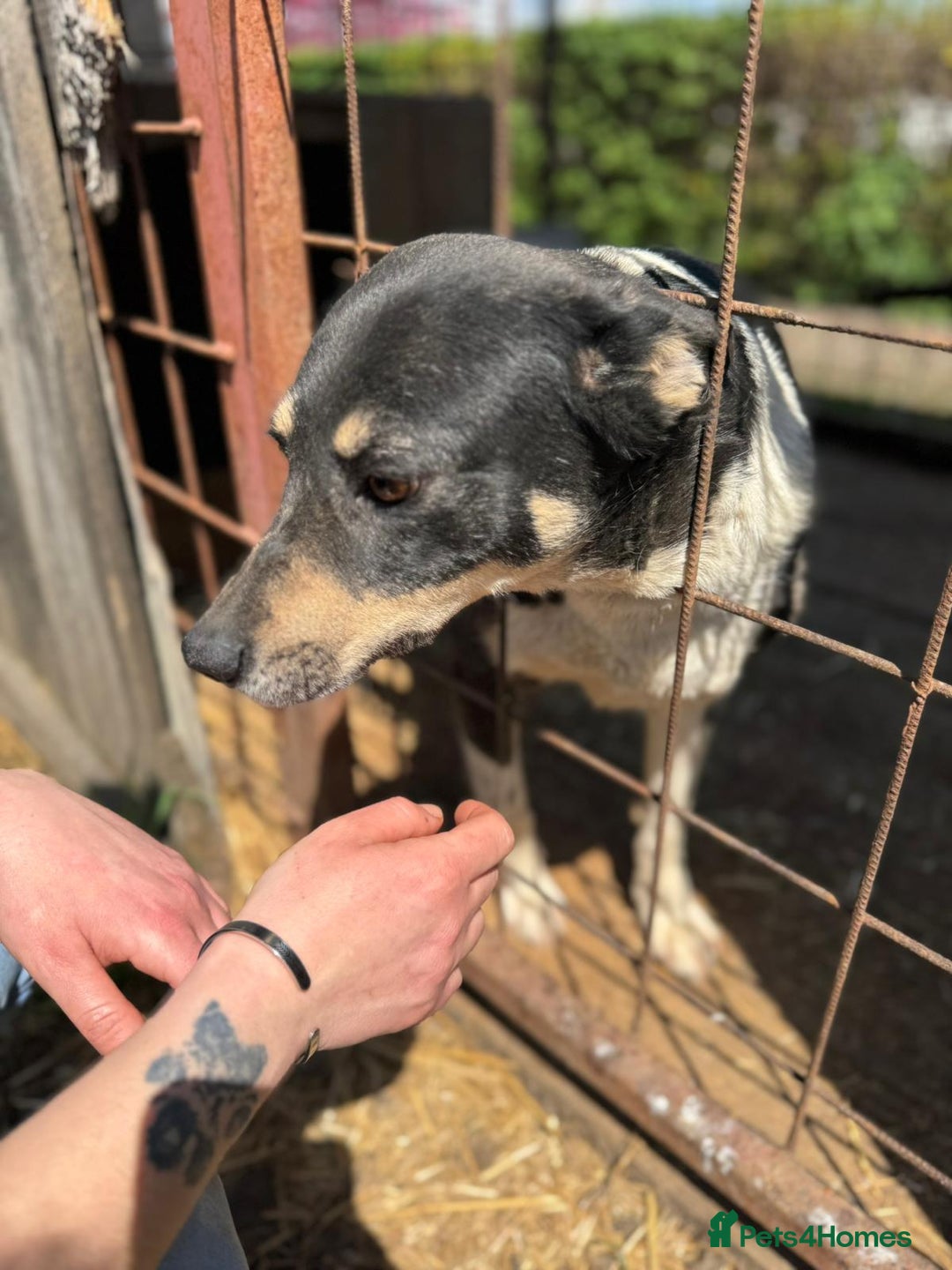 Mixed Breed dogs for adoption: ELSA -  a Special Girl who hates the Prison - Image 12