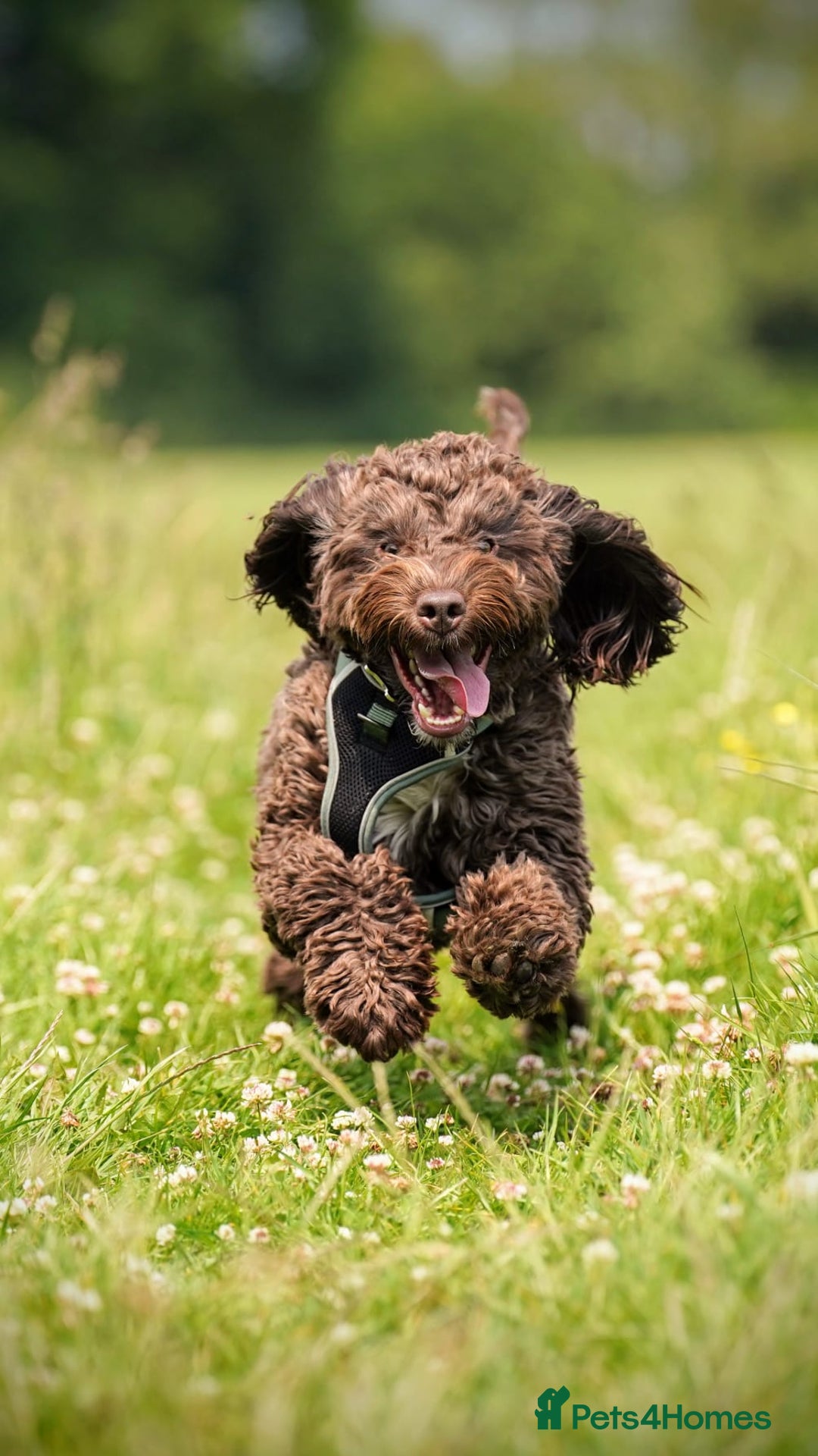 Cockapoo dogs for sale: MALE Cockapoo for sale - Image 3