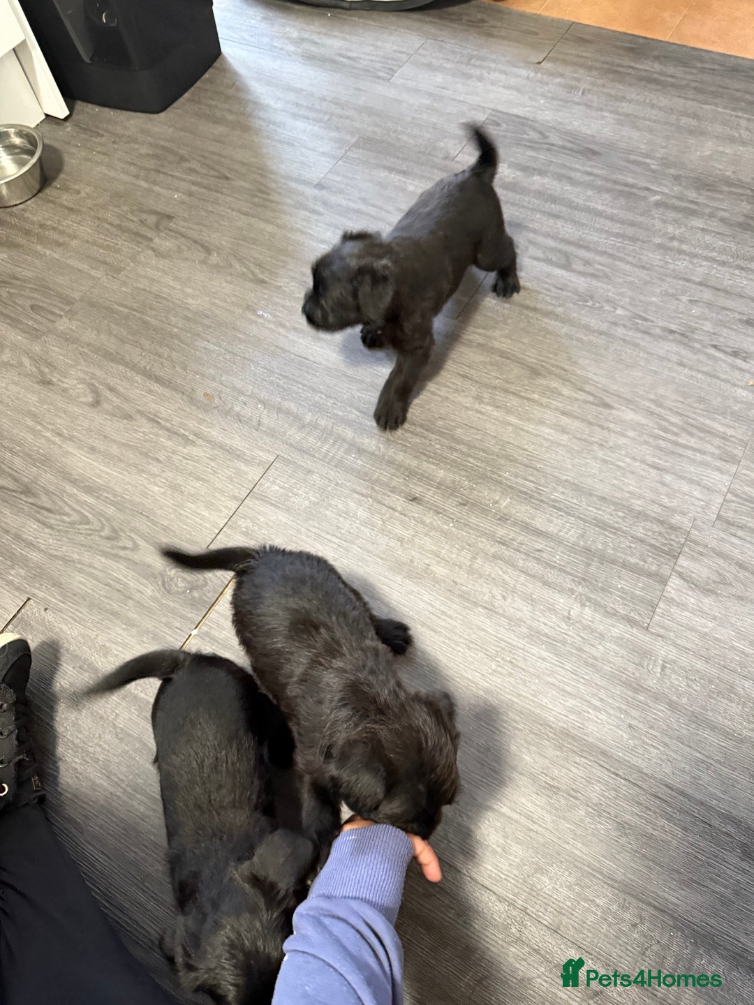 Patterdale Terrier dogs for sale: Female Patterdale Puppies - Image 2