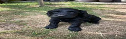 Cockapoo dogs for sale: Beautiful Litter of F1B Cockapoos🐶 - Advert 19
