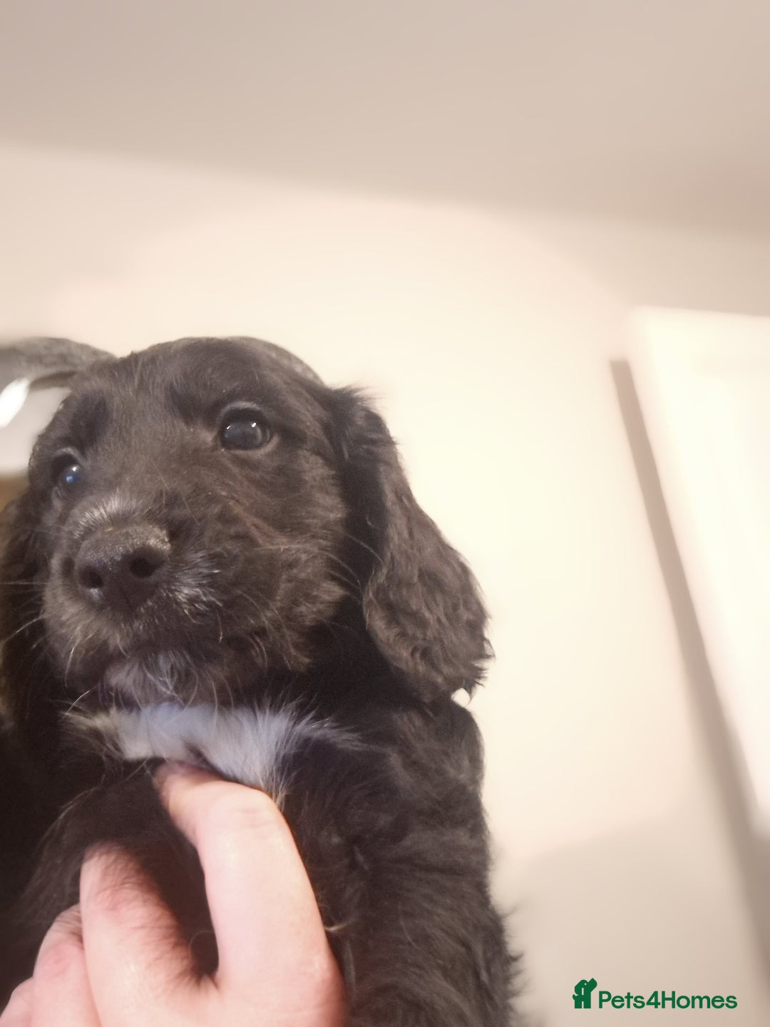 Cockapoo dogs for sale: 6 beautiful F2 cockapoos for sale!    - Advert 16