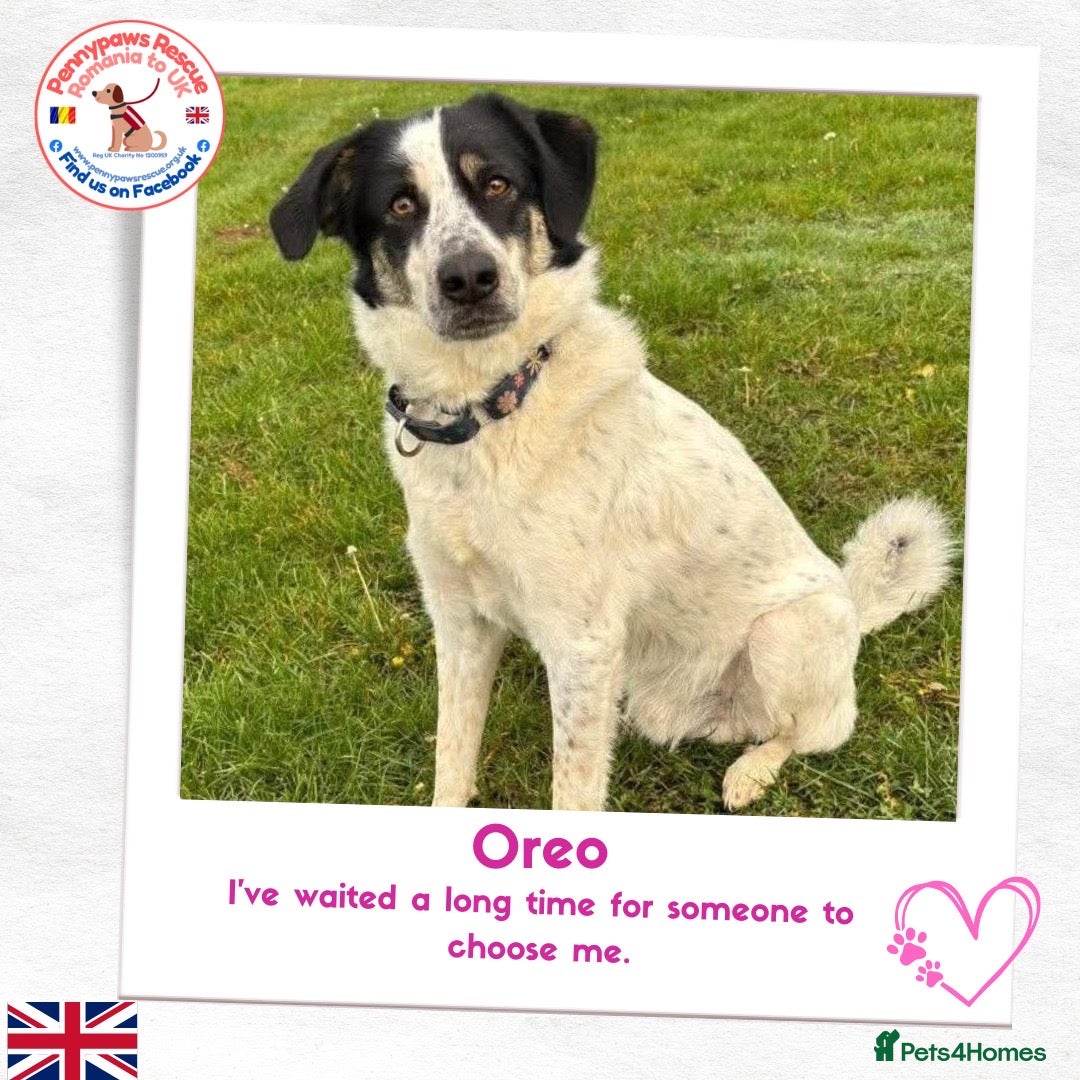 Mixed Breed dogs for adoption: Oreo - In Foster UK - Advert 7