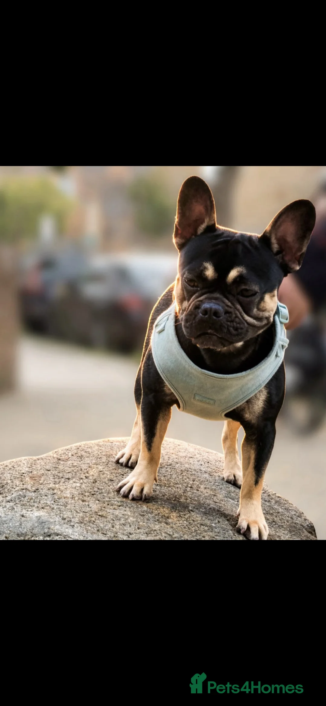 French Bulldog dogs for sale: Female French Bulldog in Reading - Advert 2