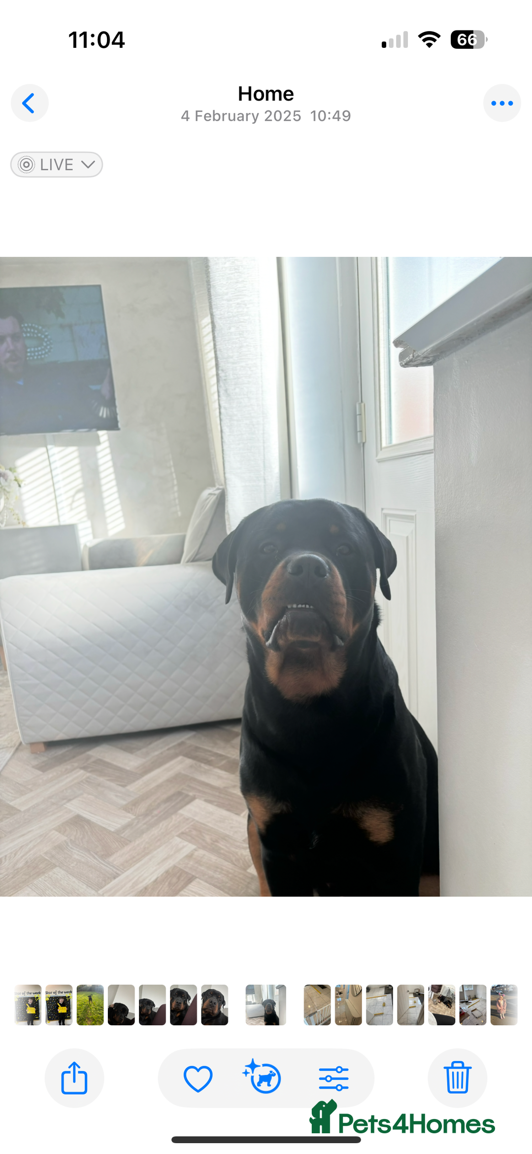 Rottweiler dogs for sale: Bear 2 year old Rottweiler  - Advert 3