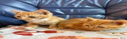 Domestic Shorthair cats for sale: 💙🐈 Two beautiful ginger boys 🐈💙  - Advert 6