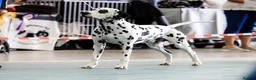 Dalmatian dogs for stud: KC Reg show Dalmatian for stud  - Advert 2