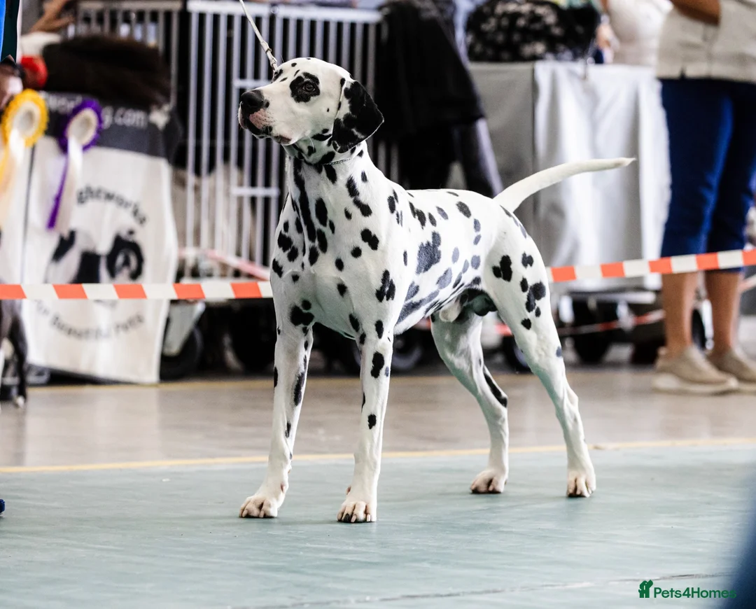 Dalmatian dogs for stud: KC Reg show Dalmatian for stud  - Advert 2