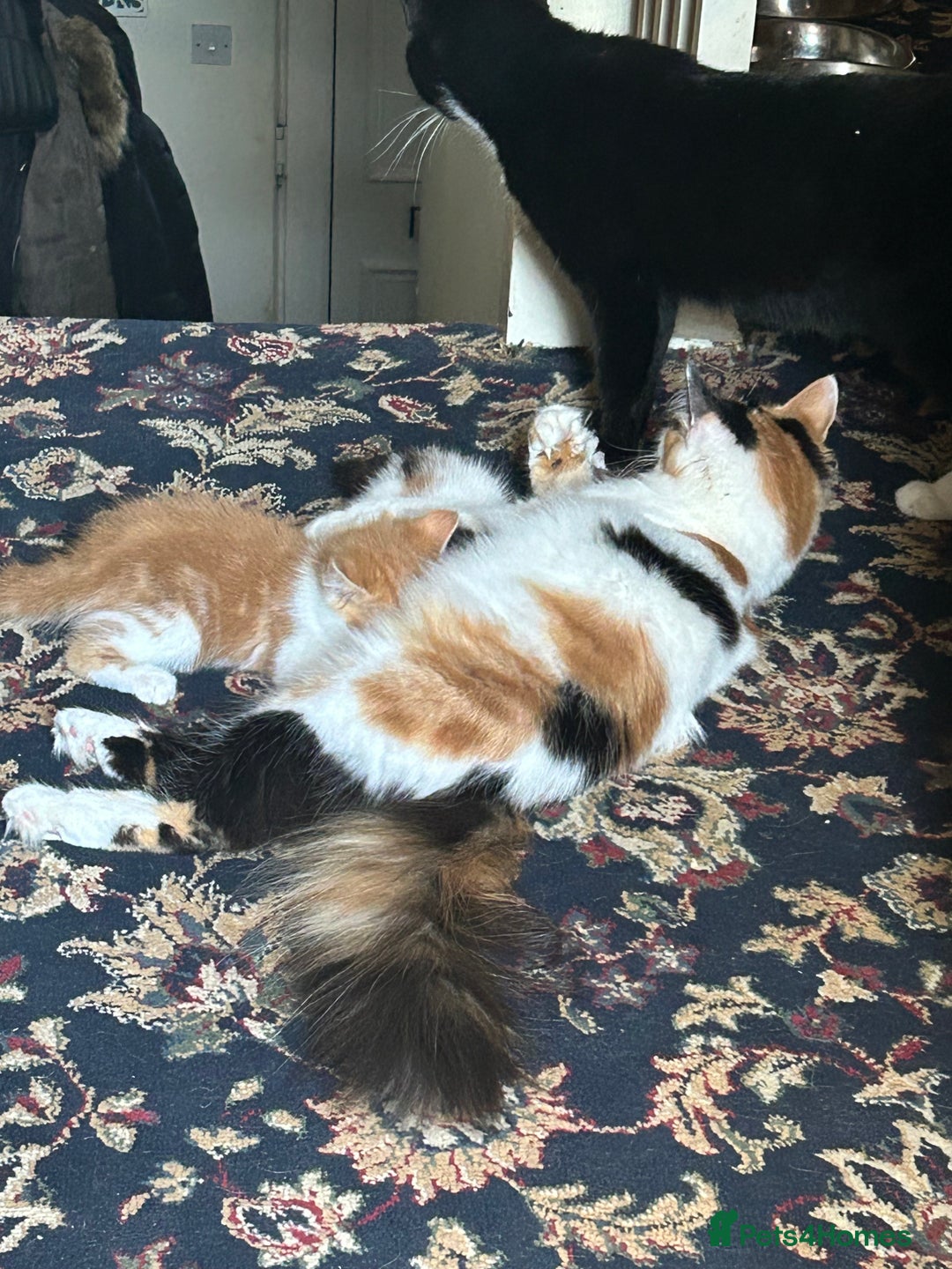 Mixed Breed cats for sale: Ginger and white boy - Image 4
