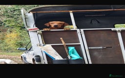 Labrador Retriever dogs for sale: Stunning KC Fox Reds  - Advert 20