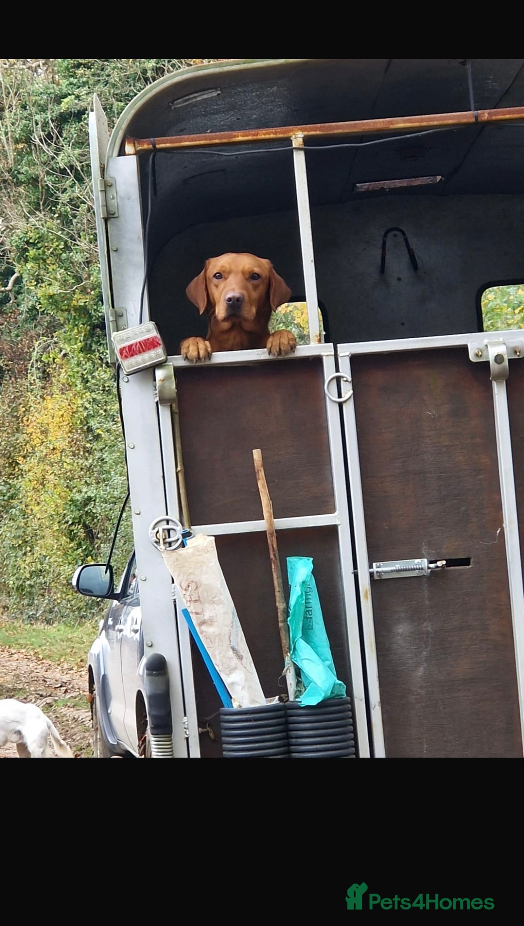 Labrador Retriever dogs for sale: Stunning KC Fox Reds  - Advert 20