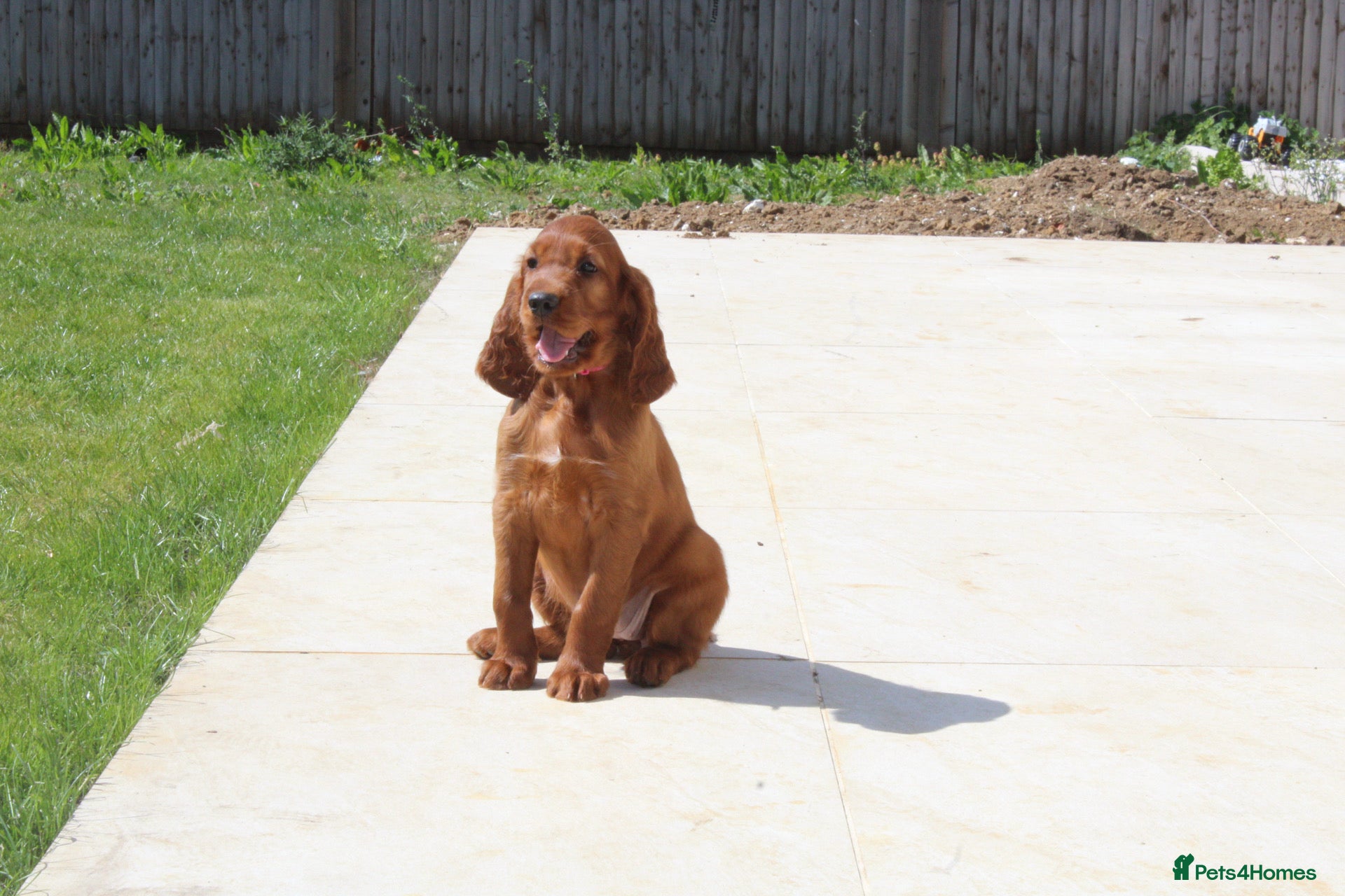 Irish Setter dogs Stunning little of Irish setters now available  - Advert 1
