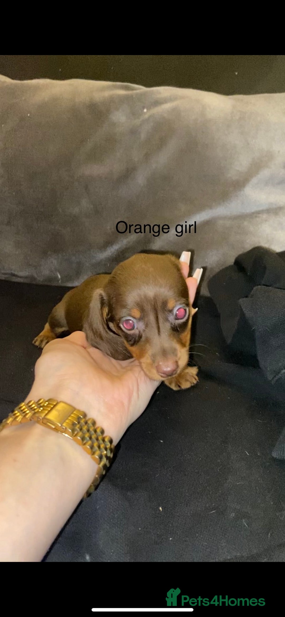 Miniature Dachshund dogs for sale: 🌻Miniature dachshund puppies 🌻 - Image 7