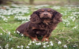 Cocker Spaniel dogs for sale: Male Working Cocker Spaniel Puppies for sale - Image 9