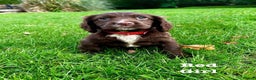 Sprocker dogs for sale: Sprocker spaniel puppies  - Advert 7