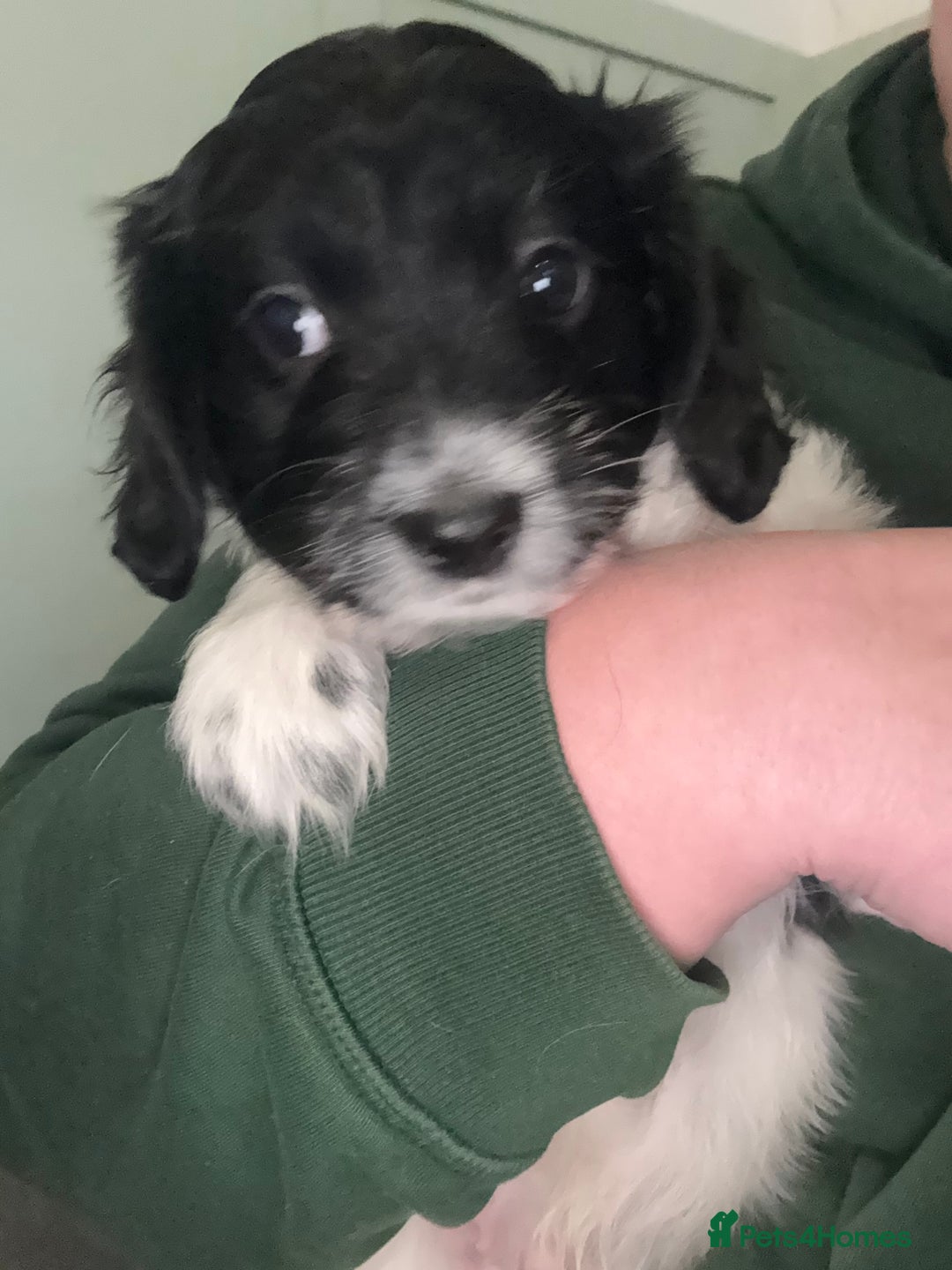 Mixed Breed dogs for sale: Two little black and white male pups left  - Advert 5