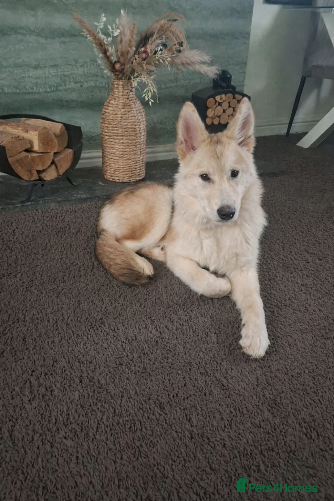 Mixed Breed dogs for sale: Alaskan shepherd  - Advert 1