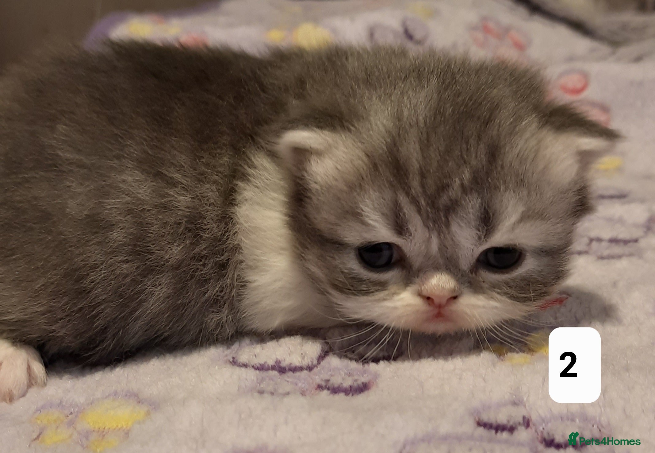 Persian cats GCCF Registered 3 Persian and 2 Exotic kittens - Advert 1