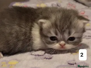 Persian cats GCCF Registered 3 Persian and 2 Exotic kittens - Advert 1