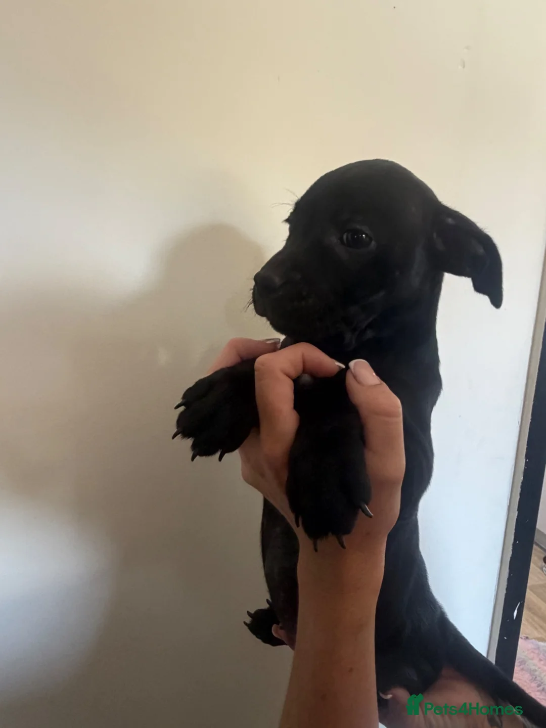 Staffordshire Bull Terrier dogs for sale: Two staffy pups ready to leave  - Advert 2